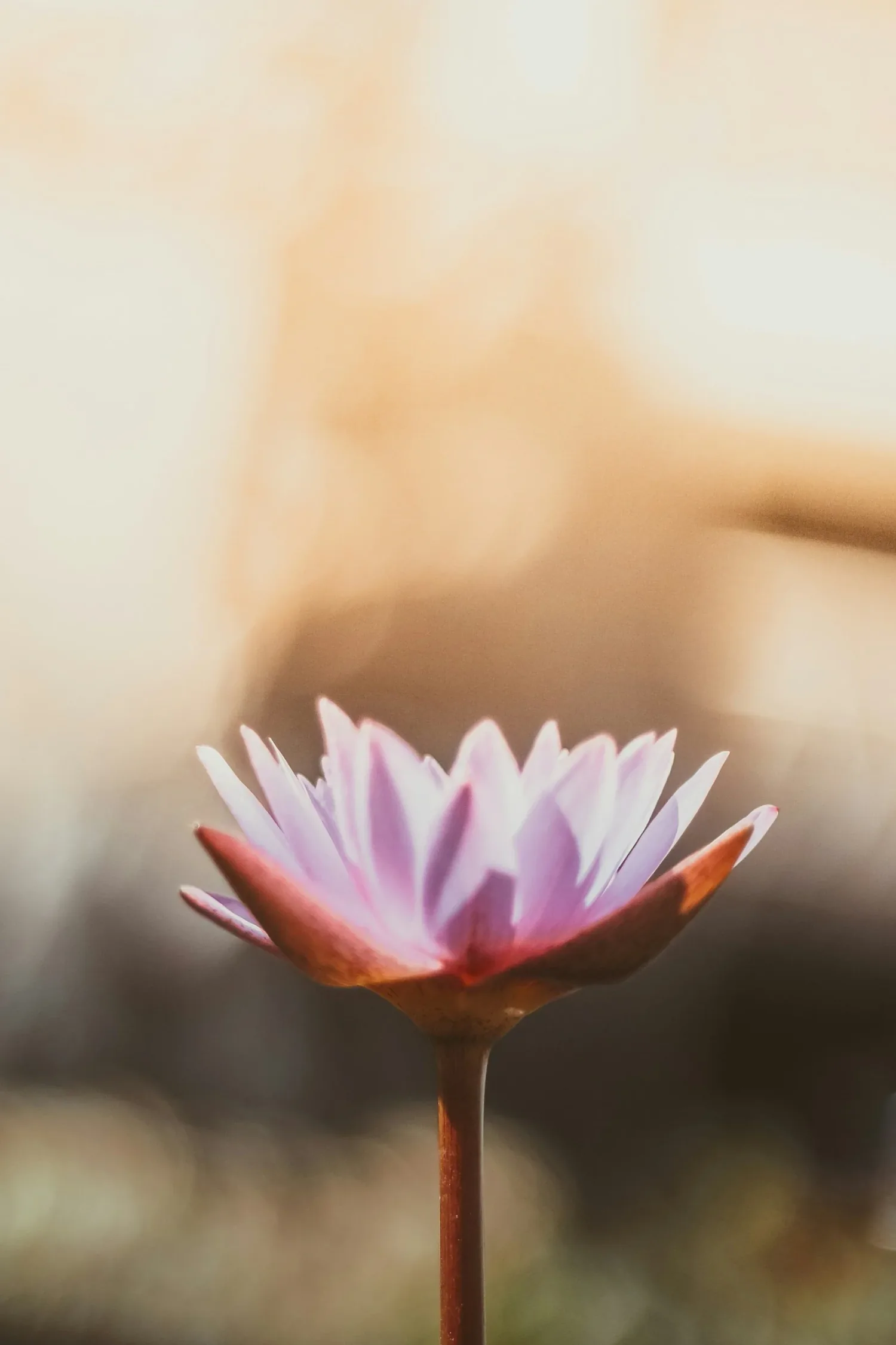 Close-up of a pink water lily flower with blurred background